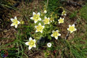 saxifraga aspera (4) (1200 x 800).jpg